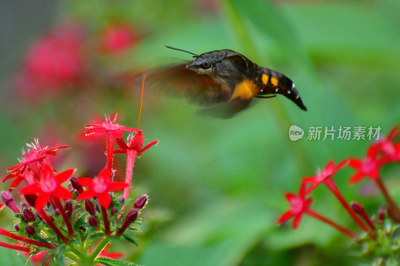 Pentas lanceolata和蜂鸟鹰蛾